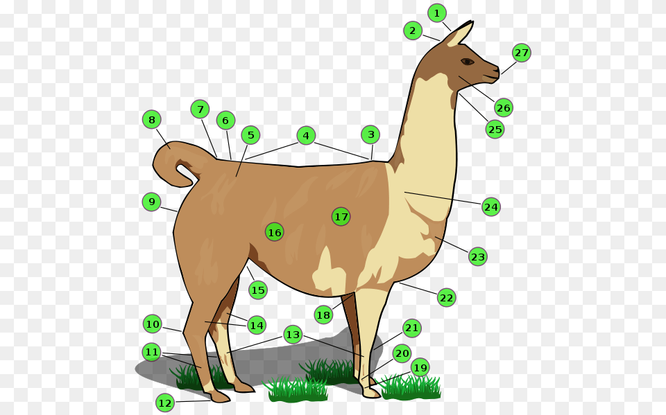 Llama Biology, Animal, Mammal, Kangaroo Free Png Download
