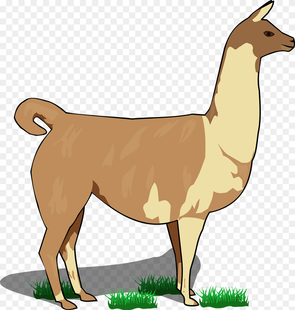 Llama Clipart, Animal, Kangaroo, Mammal Free Png