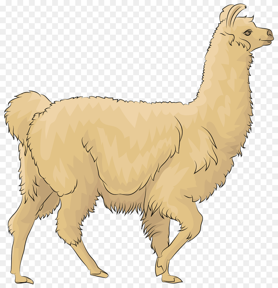 Llama Clipart, Animal, Mammal, Kangaroo Free Png