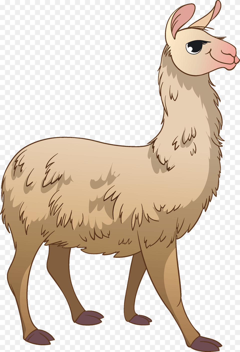 Llama Clipart, Animal, Mammal, Person, Face Png