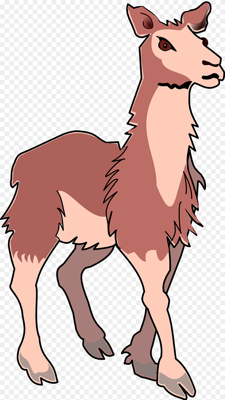 Llama Clipart, Person, Animal, Mammal Free Png