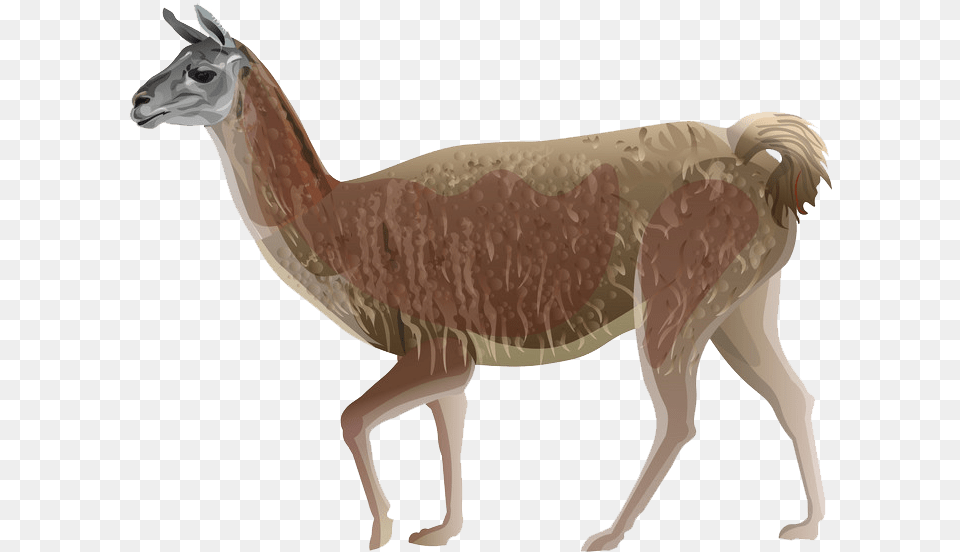 Llama Clipart Illustration, Animal, Mammal, Antelope, Wildlife Free Png Download