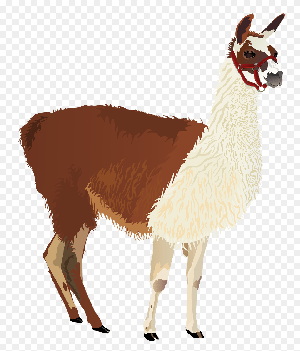 Llama Concentrate, Animal, Mammal, Adult, Female Free Png