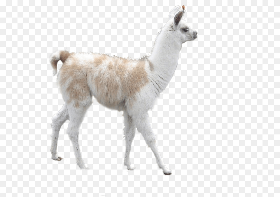 Llama For Download Llama, Animal, Mammal, Kangaroo Free Transparent Png