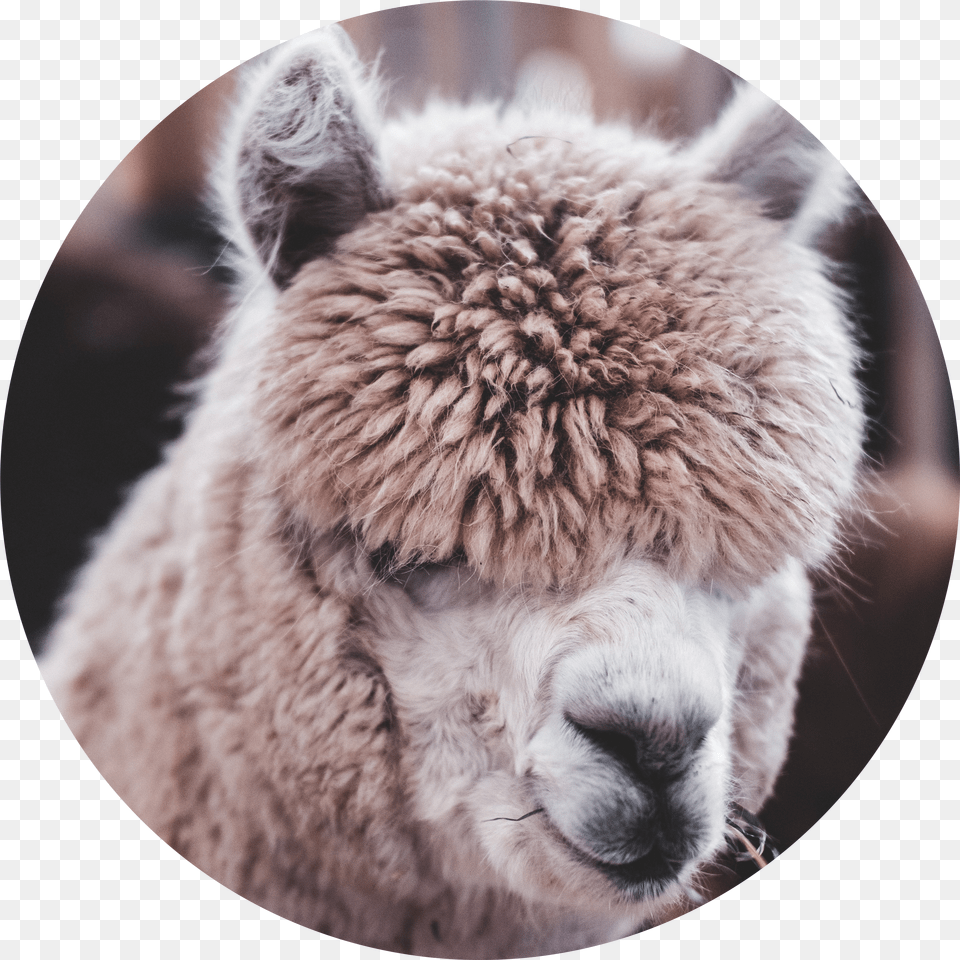 Llama Head Free Png Download
