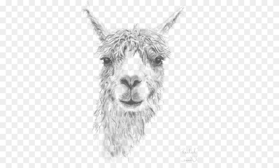 Llama Head, Animal, Mammal, Canine, Dog Png Image