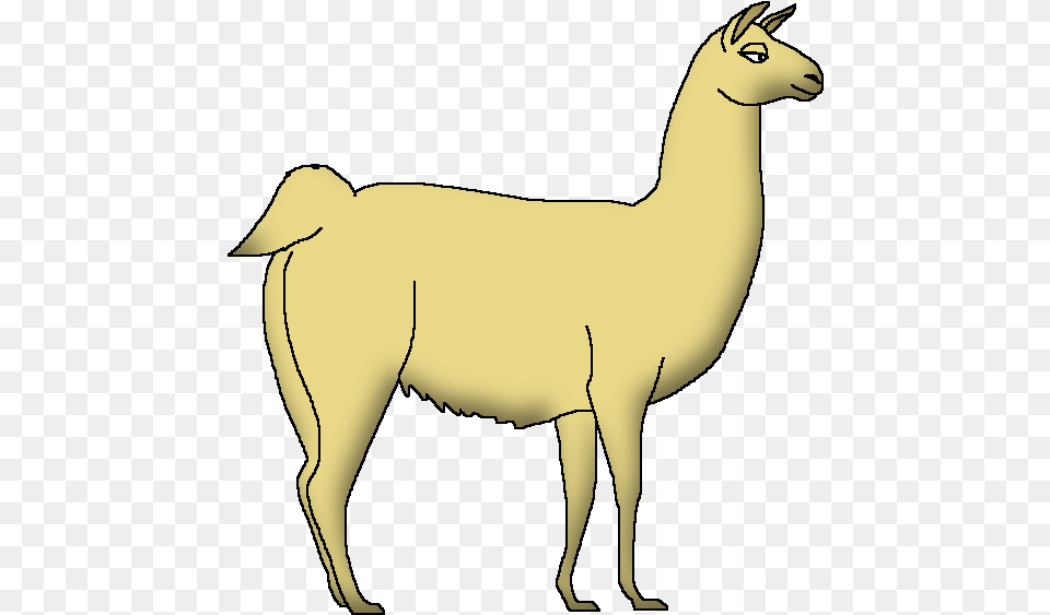 Llama Llama, Animal, Mammal, Bear, Wildlife Png Image
