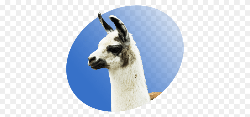 Llama P Icon, Animal, Mammal, Kangaroo Png
