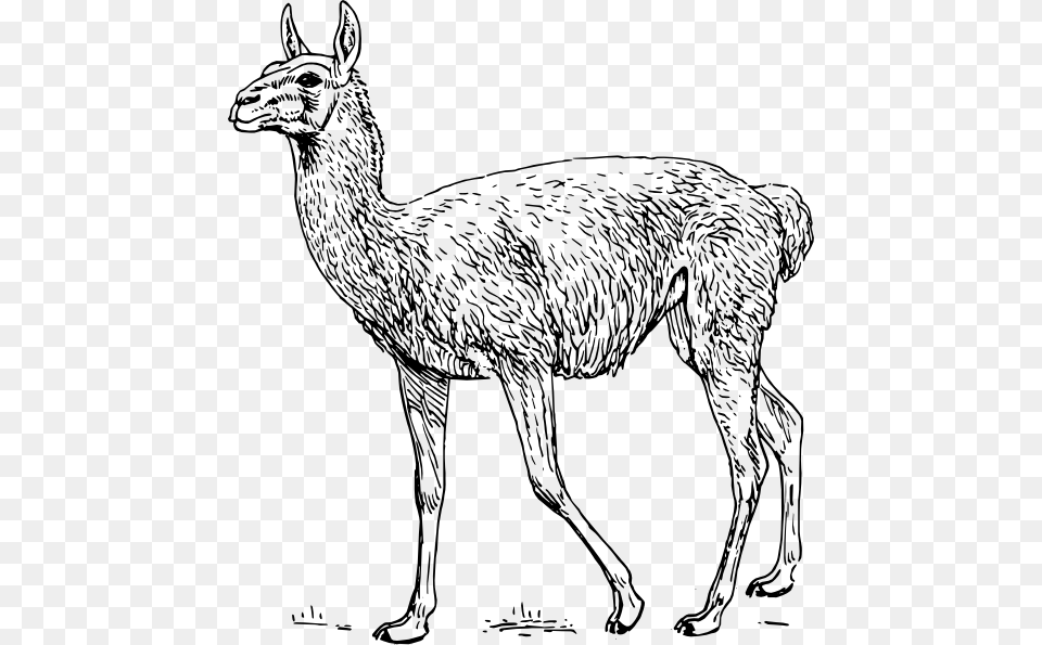 Llama Svg Clip Arts 540 X 595 Px, Animal, Mammal, Antelope, Wildlife Free Transparent Png