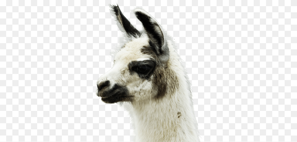 Llama Winamp, Animal, Mammal, Canine, Dog Png