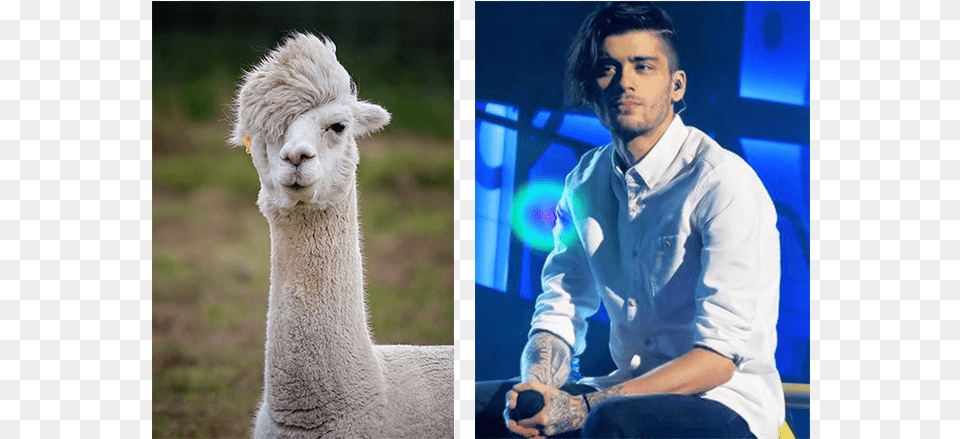 Llama Zayn Nick Riewoldt Llama, Adult, Male, Man, Person Png Image