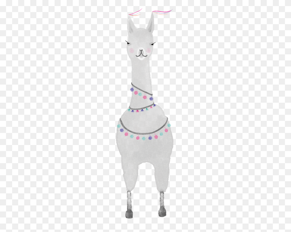Llamas, Accessories, Baby, Person, Leash Free Png