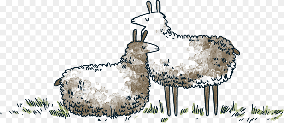 Llamas Sheep, Animal, Mammal, Person Free Png