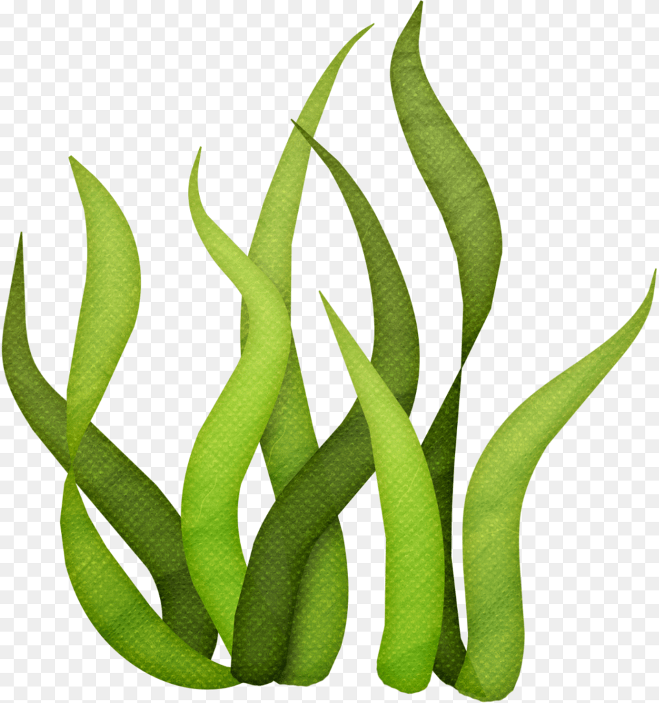 Lliella Bk Underwater, Green, Plant, Bean, Food Png