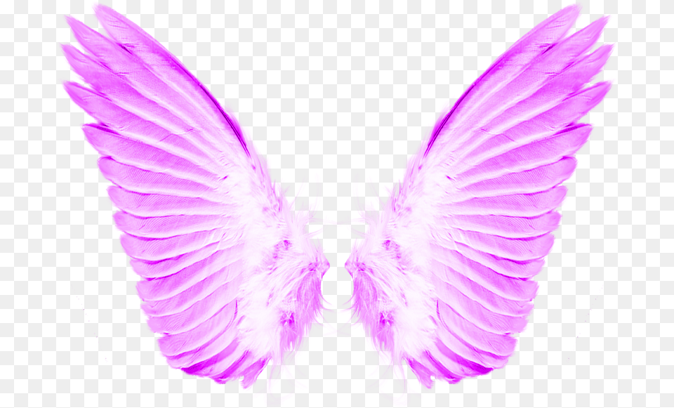 Load 40 More Imagesgrid View Transparent Background Angel Wings, Purple, Animal, Bird Png Image