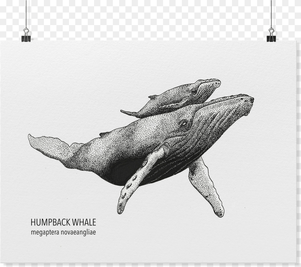 Load Image Into Gallery Viewer Humpback Whale Art Humpback Whale Outline, Animal, Mammal, Sea Life, Fish Free Png