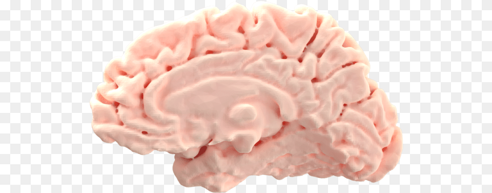 Load In 3d Viewer Uploaded By Anonymous Brain As Food Free Transparent Png