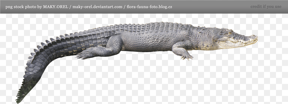 Sticker Crocodile Tail, Animal, Lizard, Reptile Png Image