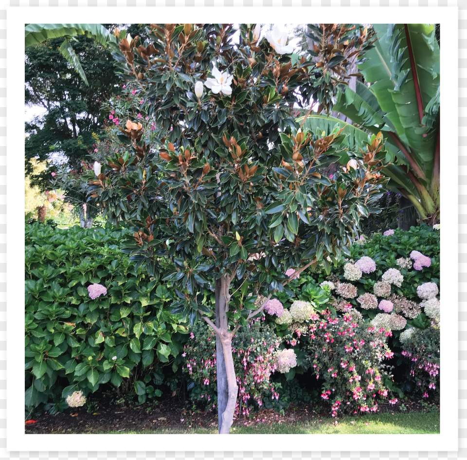 Loarier Magnolia Riberry, Arbour, Plant, Outdoors, Nature Free Png