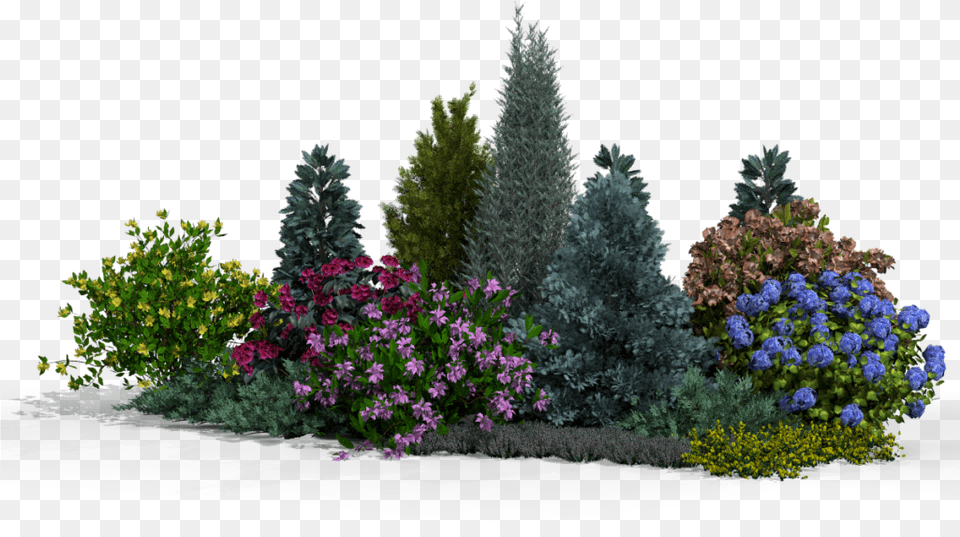 Lobelia, Conifer, Vegetation, Tree, Plant Free Png Download