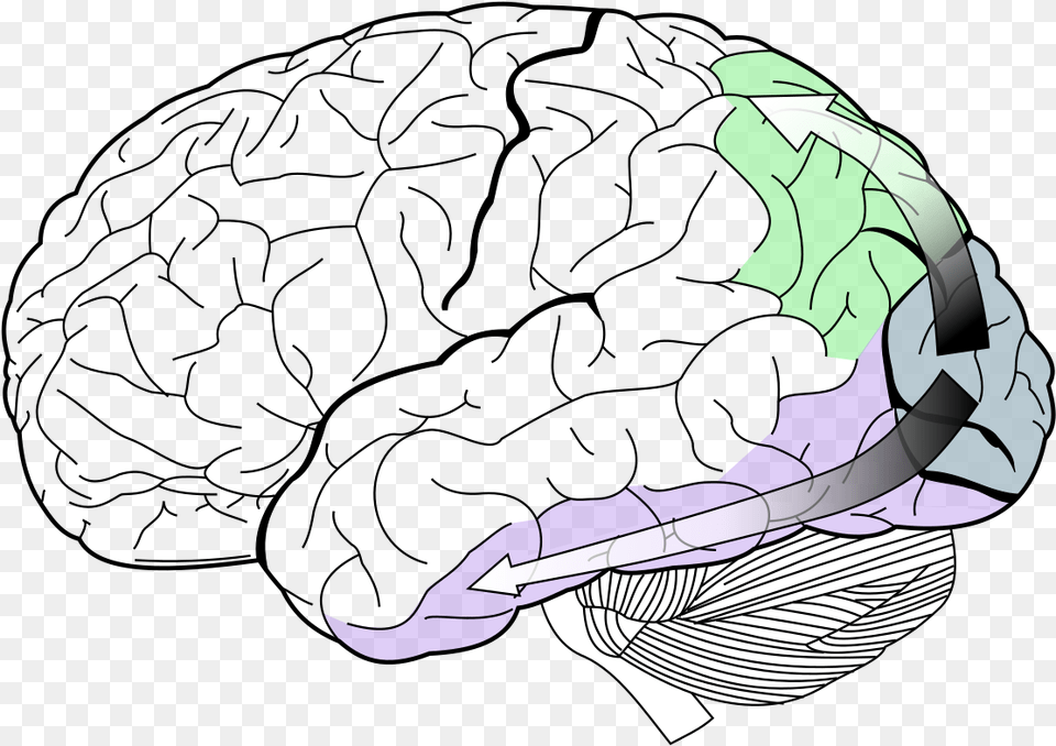 Lobes Of The Brain, Adult, Female, Person, Woman Free Png