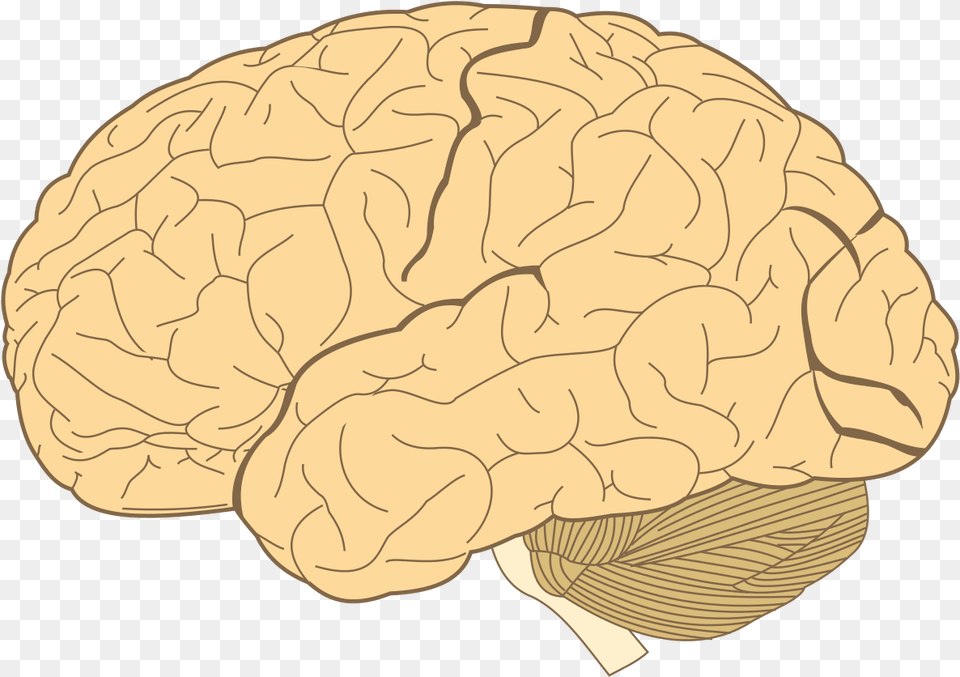 Lobes Of The Brain, Food, Nut, Plant, Produce Free Png Download