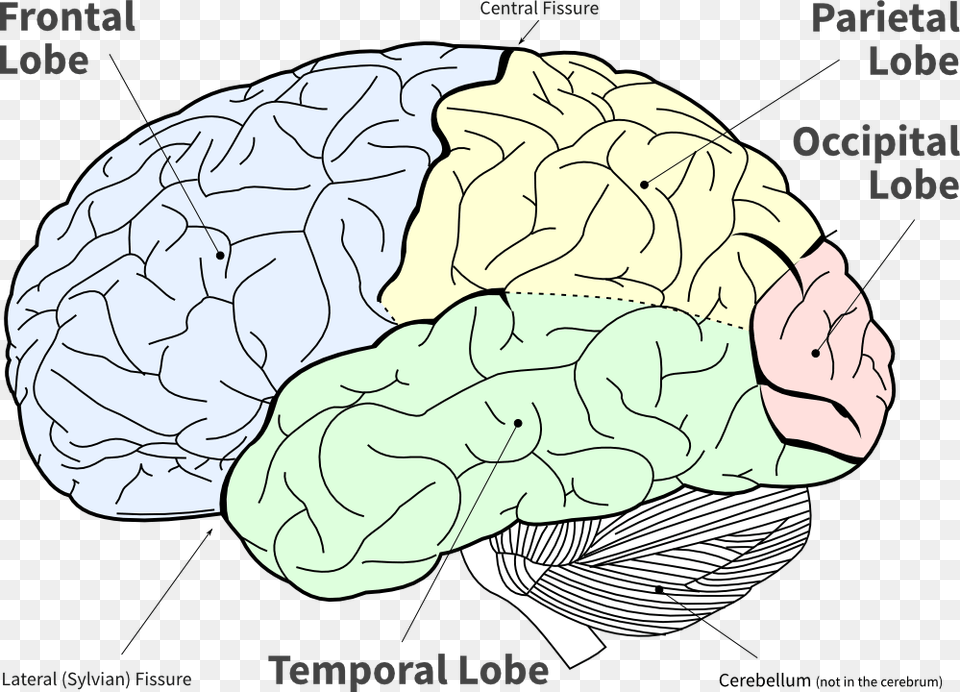 Lobes Of The Brain, Animal, Sea Life, Sea, Reef Free Png Download