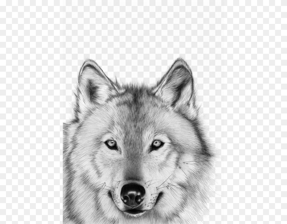 Lobo Blanco Mark Making Art Animal, Canine, Dog, Mammal, Pet Free Png Download