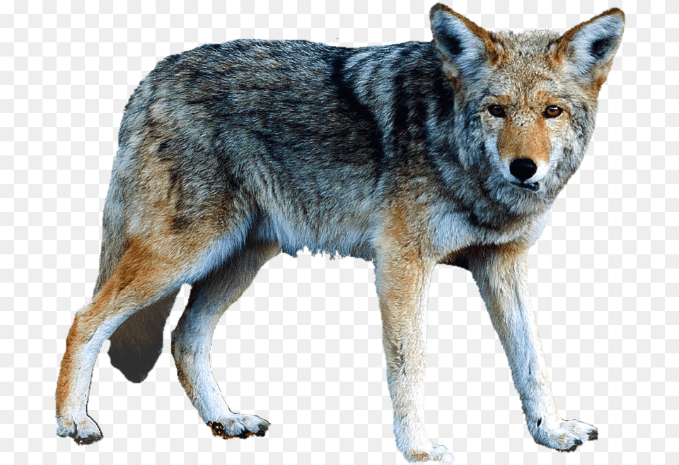 Lobo Lobo, Animal, Coyote, Mammal, Canine Png