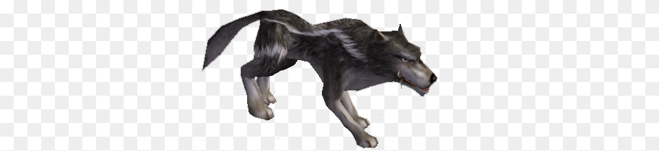 Lobo Lobo, Animal, Mammal, Wolf, Canine Png Image