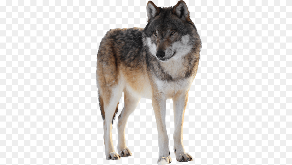 Lobo Lobo En, Animal, Canine, Mammal, Red Wolf Free Png Download