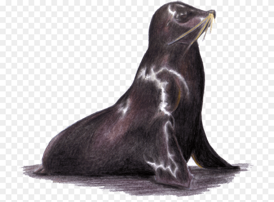 Lobo Marino, Animal, Mammal, Sea Life, Sea Lion Free Png Download