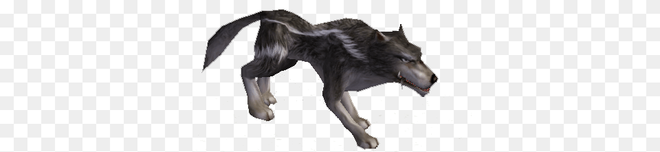 Lobo Wolf, Animal, Mammal, Canine, Dog Free Png