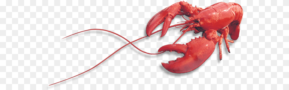 Lobster, Animal, Food, Invertebrate, Sea Life Free Png Download