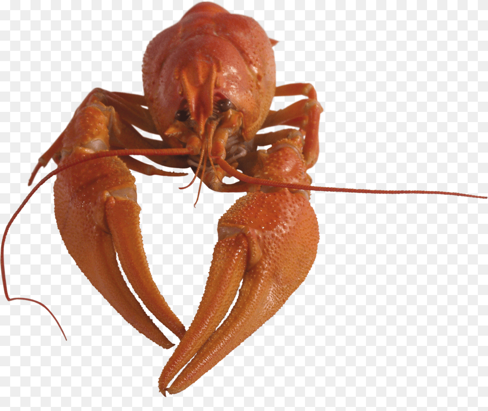 Lobster, Animal, Food, Invertebrate, Sea Life Png Image