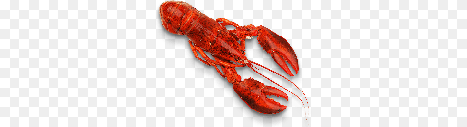 Lobster, Animal, Food, Invertebrate, Sea Life Free Png Download