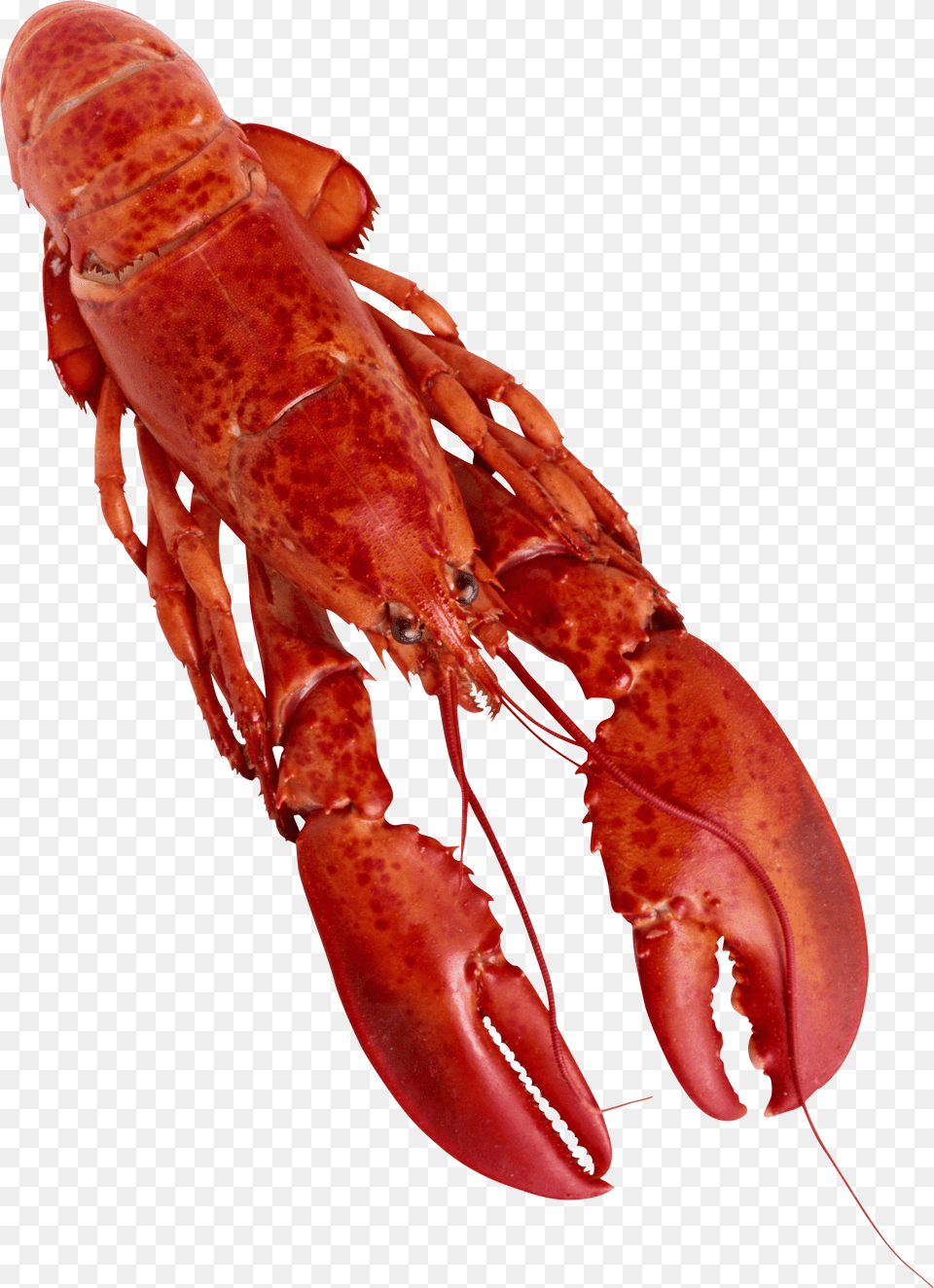 Lobster, Animal, Food, Invertebrate, Sea Life Free Transparent Png