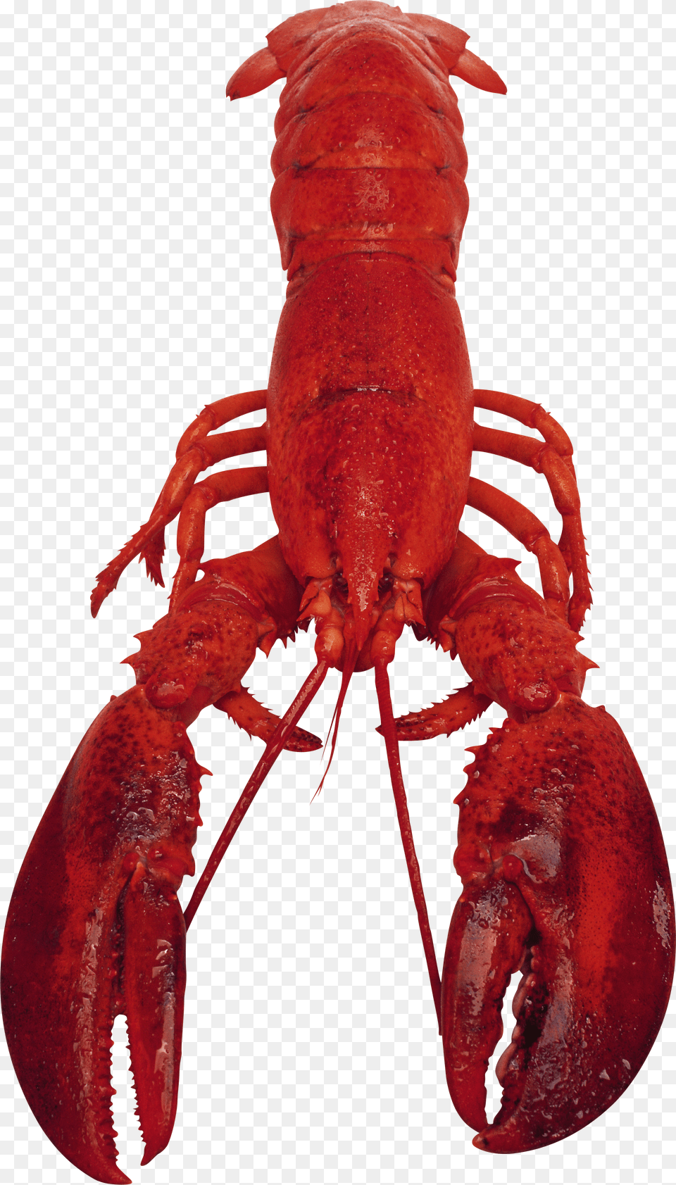 Lobster Free Transparent Png