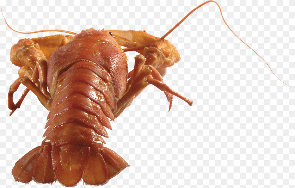Lobster, Animal, Food, Invertebrate, Sea Life Free Png