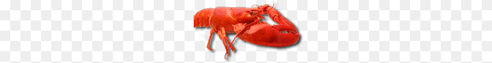 Lobster, Animal, Food, Invertebrate, Sea Life Free Transparent Png