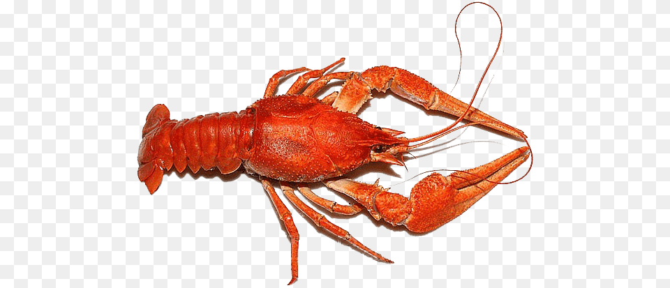 Lobster, Animal, Food, Invertebrate, Sea Life Png Image