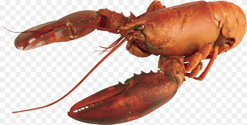 Lobster Free Transparent Png