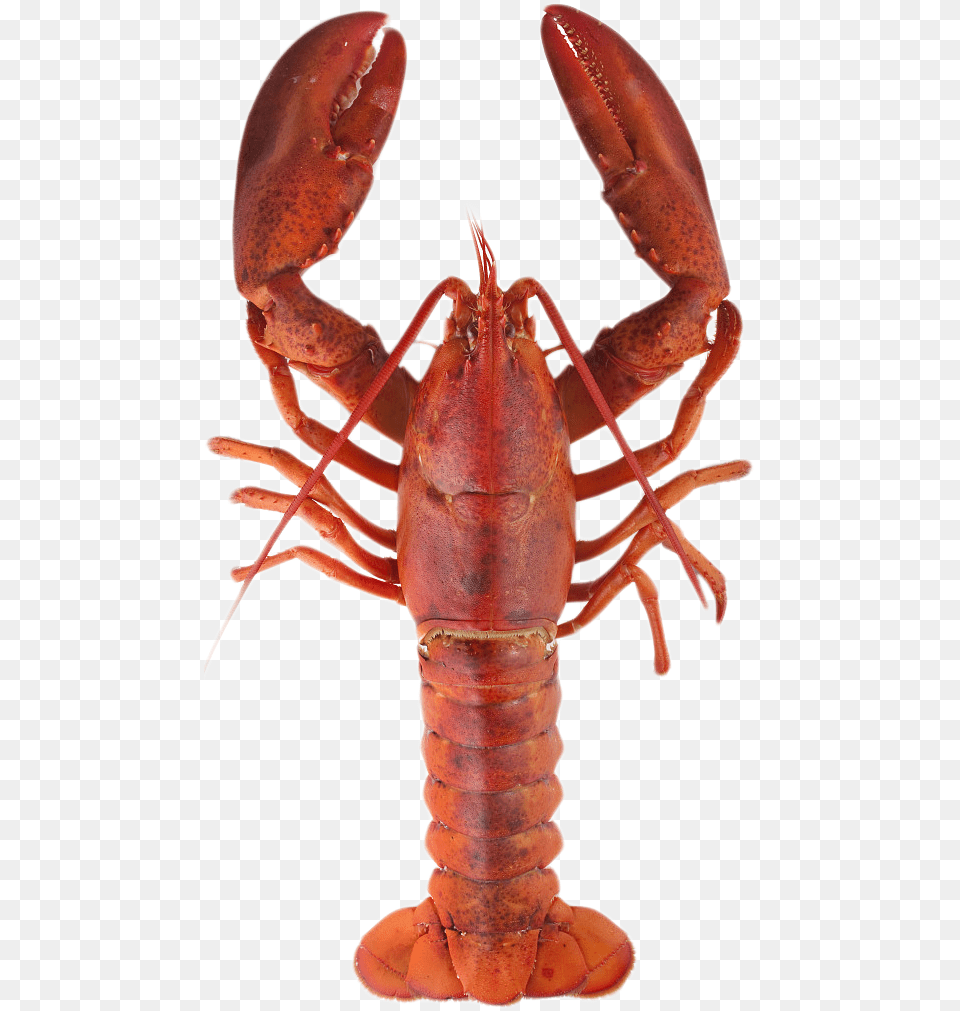 Lobster, Animal, Food, Invertebrate, Sea Life Free Png Download