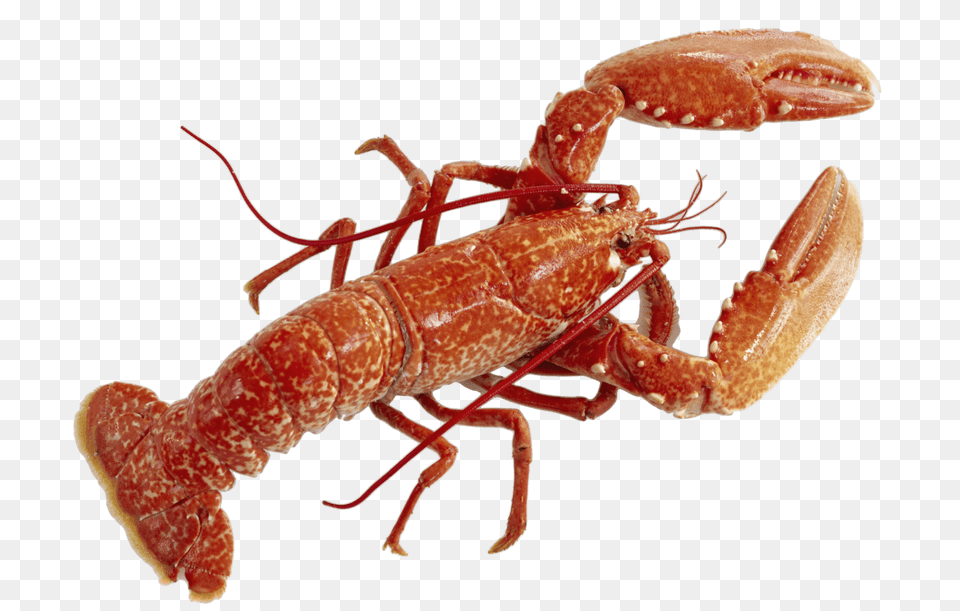 Lobster, Animal, Food, Invertebrate, Sea Life Free Png Download