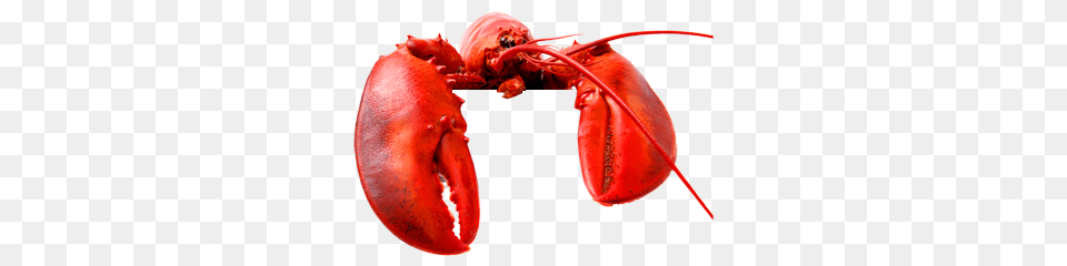 Lobster, Animal, Food, Invertebrate, Sea Life Free Png Download