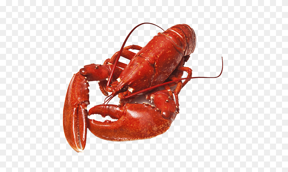 Lobster, Animal, Food, Invertebrate, Sea Life Png Image