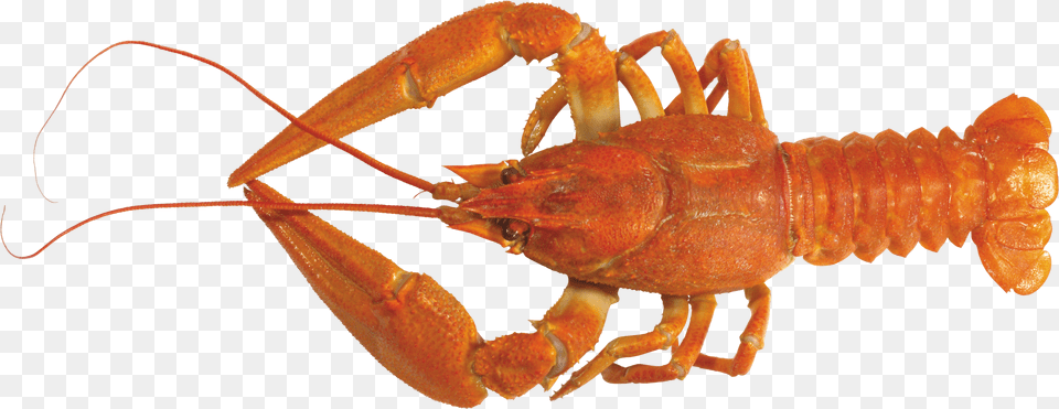 Lobster, Animal, Food, Invertebrate, Sea Life Free Png