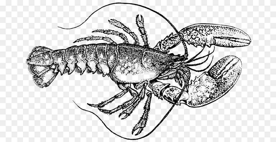 Lobster, Gray Free Png