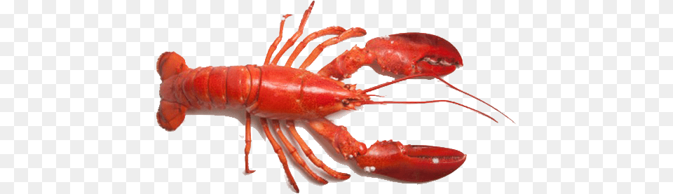 Lobster, Animal, Food, Invertebrate, Sea Life Free Png Download
