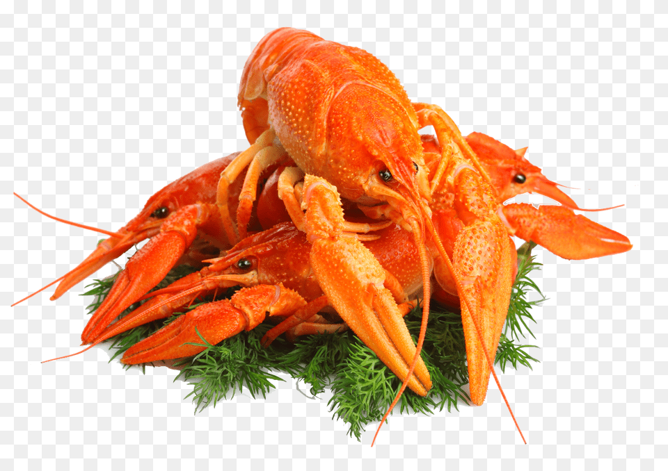 Lobster, Food, Seafood, Animal, Invertebrate Png